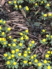 Eranthis