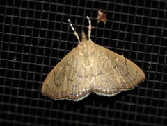 Hyalobathra crenulata