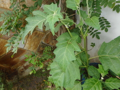 Solanum aethiopicum