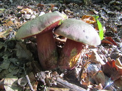 Rubroboletus rhodoxanthus