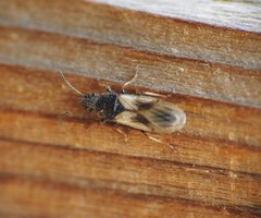 Metopoplax ditomoides
