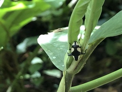 Peridinetus cretaceus