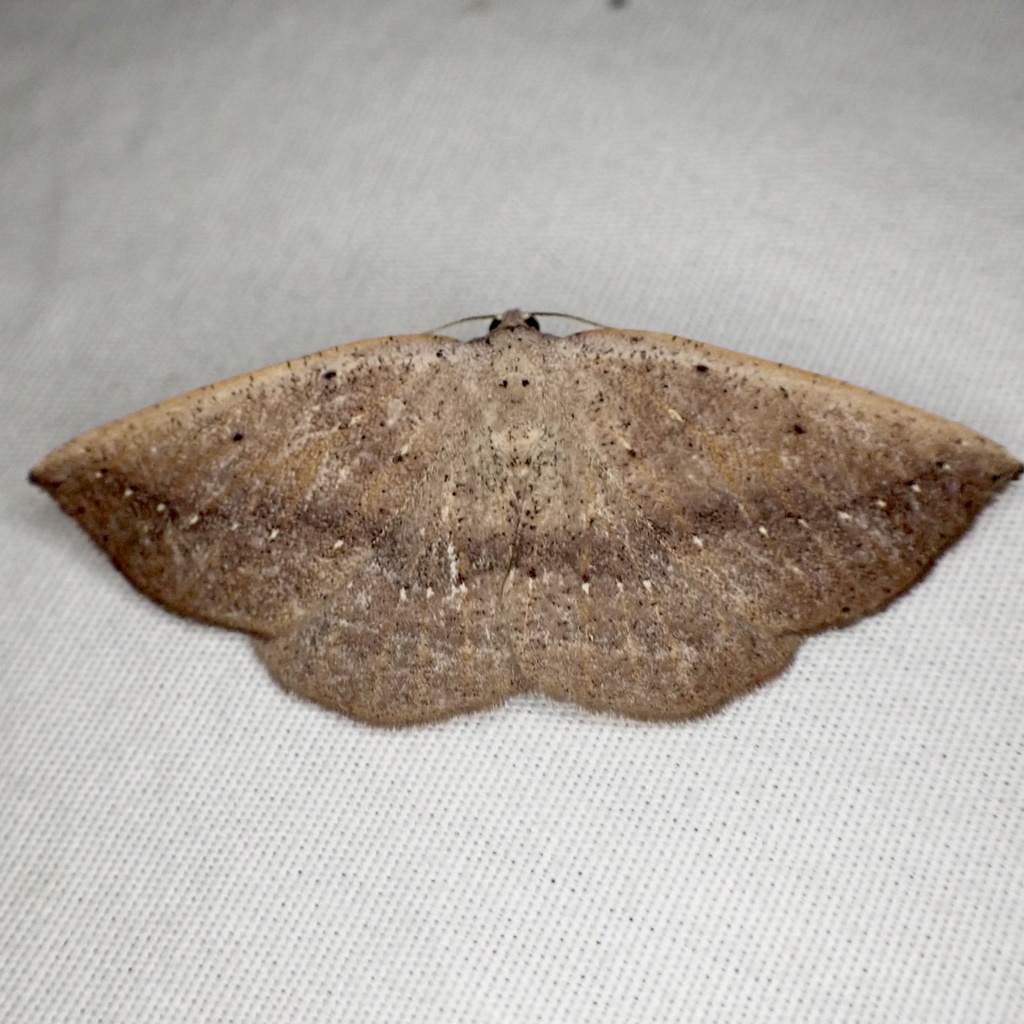 Tacparia zalissaria