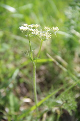 Chaerophyllum roseum