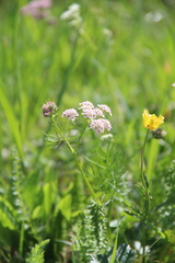 Chaerophyllum roseum