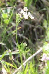 Chaerophyllum roseum
