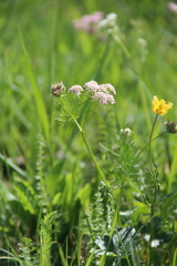 Chaerophyllum roseum