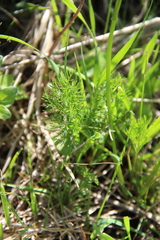 Chaerophyllum roseum