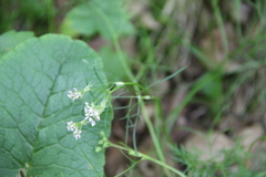 Chaerophyllum roseum