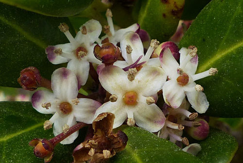 Madeira Holly
