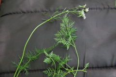 Chaerophyllum roseum