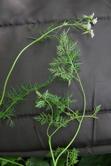 Chaerophyllum roseum