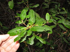Frangula californica californica