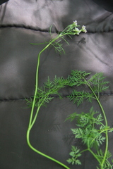 Chaerophyllum roseum