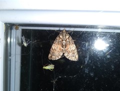 Hydriomena perfracta