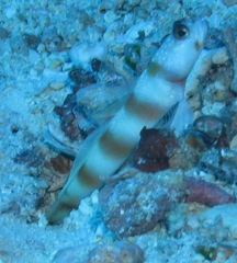 Amblyeleotris ellipse