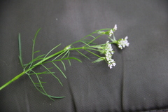 Chaerophyllum roseum