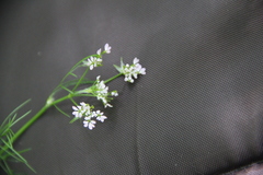 Chaerophyllum roseum