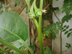 Solanum aethiopicum