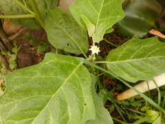Solanum aethiopicum