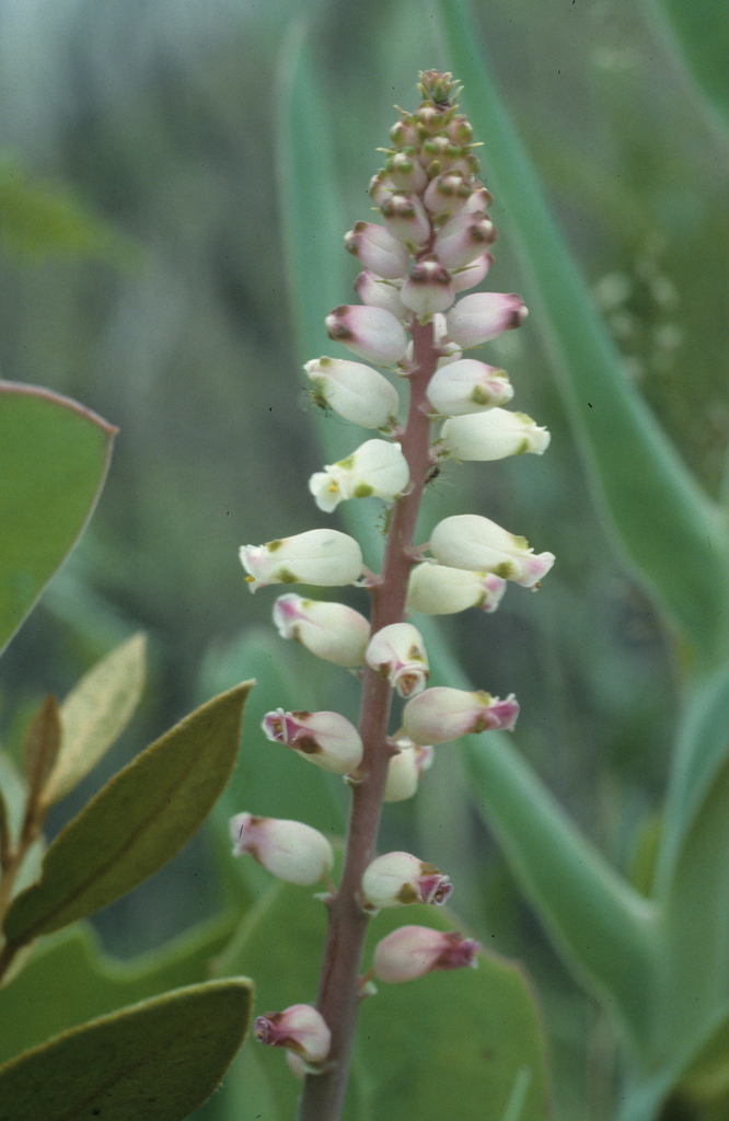 Lachenalia peersii, Hermanus - path to west, Fernkloof
