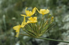Bobartia longicyma
