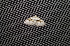 Xanthorhoe labradorensis