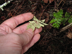 Pentagramma triangularis triangularis