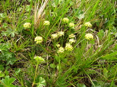 Chamaesciadium acaule