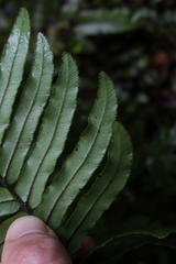 Blechnum minus
