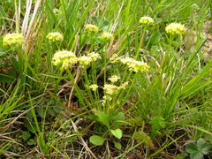 Chamaesciadium acaule