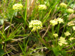 Chamaesciadium acaule