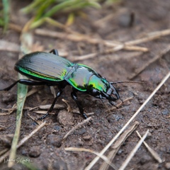 Megadromus antarcticus