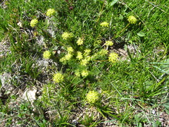 Chamaesciadium acaule