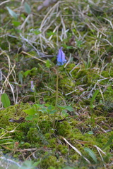 Corydalis arctica