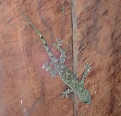 Hemidactylus platycephalus