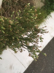 Erigeron sumatrensis