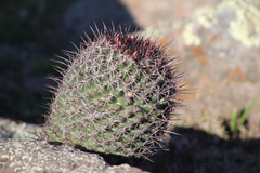 Coryphantha clavata clavata