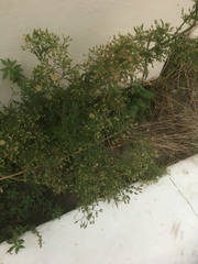 Erigeron sumatrensis