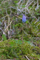 Corydalis arctica