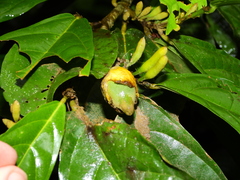 Quararibea guianensis