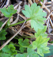 Ranunculus platensis