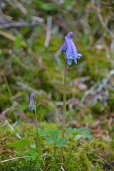 Corydalis arctica