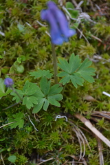Corydalis arctica