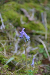 Corydalis arctica