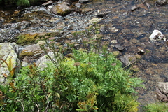 Selinum rhodopetalum
