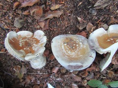 Cortinarius praestans