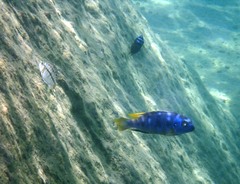 Tropheops microstoma