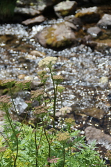 Selinum rhodopetalum