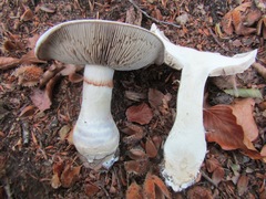 Cortinarius praestans